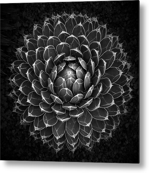 Plant Metal Print featuring the photograph Agave Victoria by Moises Levy