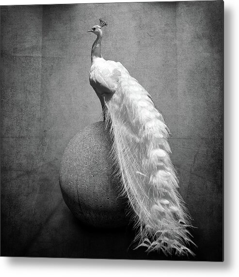 Animal Themes Metal Print featuring the photograph Albino Peacock by L. Shaefer