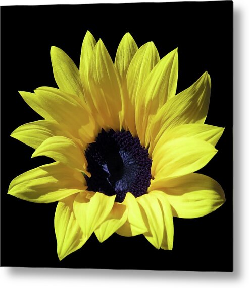Sunflower Metal Print featuring the photograph An Amazingly Beautiful Sunflower In The Sunlight by Johanna Hurmerinta
