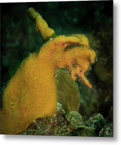 Angry Yellow Sponge Metal Print featuring the photograph Angry Yellow Sponge by Jean Noren