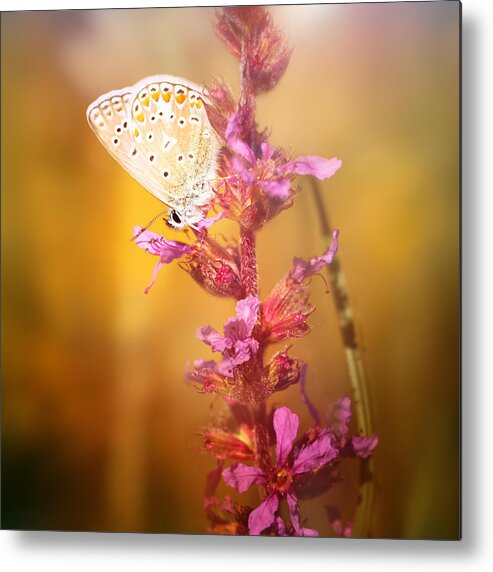 Butterfly Metal Print featuring the photograph Around The Meadow 10 by Jaroslav Buna