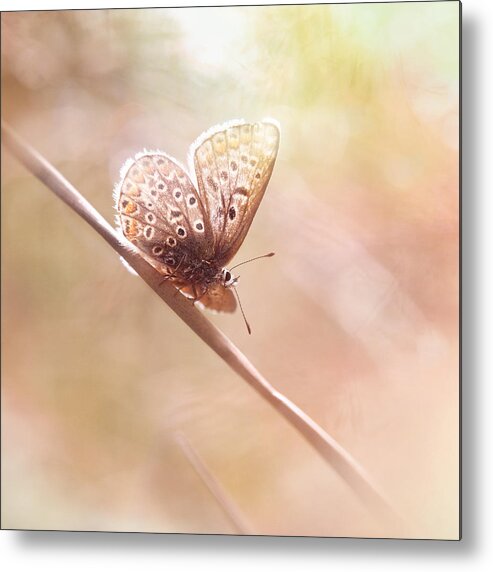 Butterfly Metal Print featuring the photograph Around The Meadow 5 by Jaroslav Buna