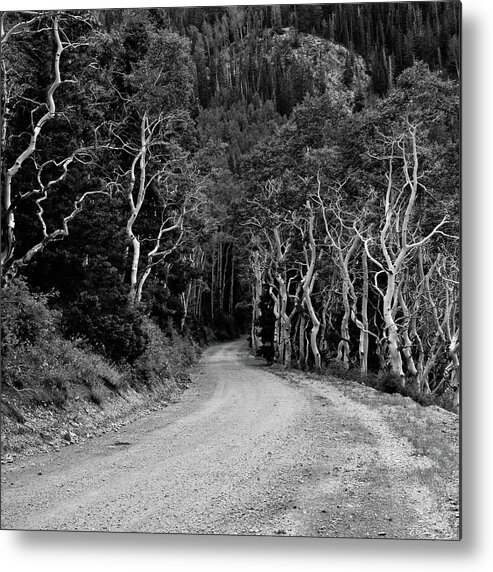Tranquility Metal Print featuring the photograph Aspen Grove With Winding Road by Harpazo hope