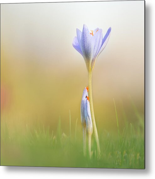 Crocus Metal Print featuring the photograph Autumn Colour by Penny Myles