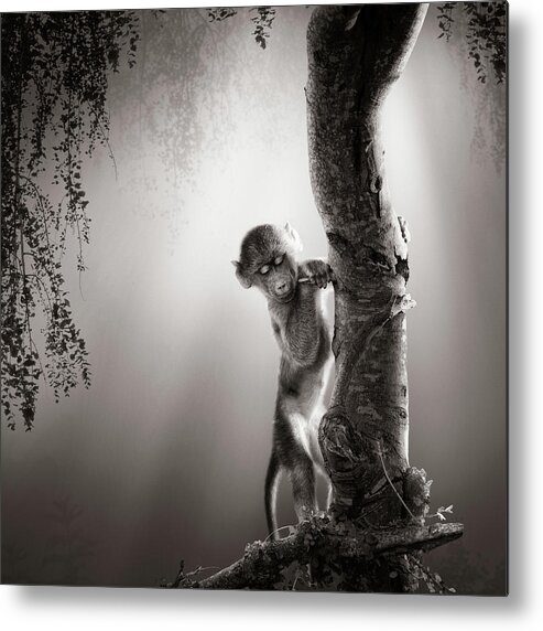 Baboon Metal Print featuring the photograph Baby Baboon by Johan Swanepoel