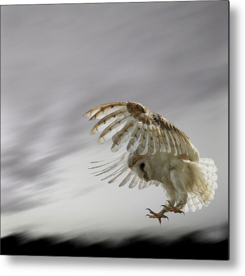 Bird Of Prey Metal Print featuring the photograph Barn Owl Flying Against And Overcast Sky by Digital Zoo