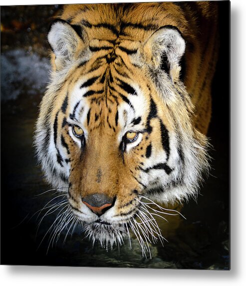 Tropical Rainforest Metal Print featuring the photograph Bengal Tiger Panthera Tigris Tigris by Elementalimaging