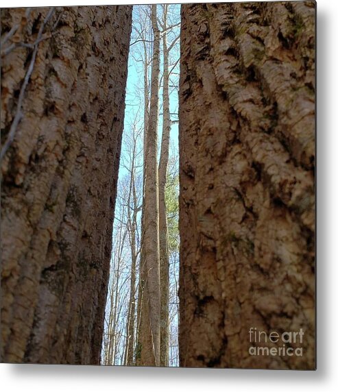 Trees Metal Print featuring the photograph Between the Trees by Anita Adams