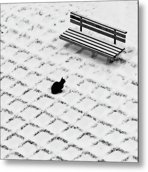 Pets Metal Print featuring the photograph Black Cat Contemplating Bench by Photo By Marianna Armata