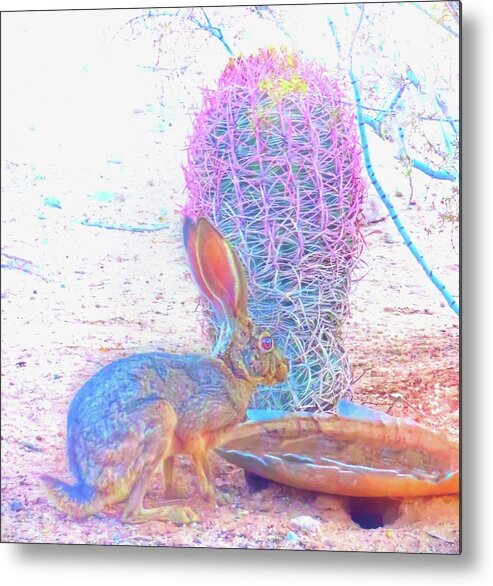 Arizona Metal Print featuring the photograph Black-Tailed Jackrabbit by Judy Kennedy