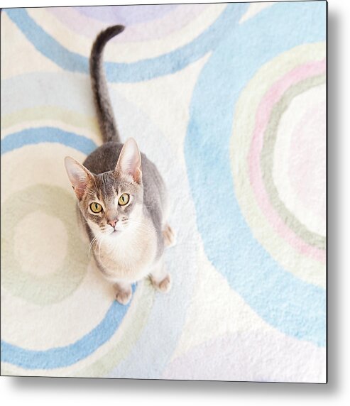 Pets Metal Print featuring the photograph Blue Abyssinian Cat by Ly Wylde Photography