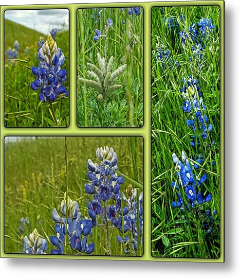 State Flower Of Texas Metal Print featuring the digital art Blue Lupines Are Texan Bluebonnets by Pamela Smale Williams