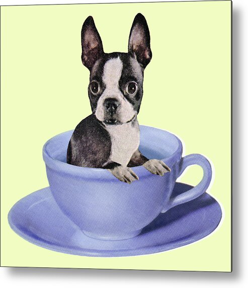 Animal Metal Poster featuring the drawing Boston Terrier in a Coffee Cup by CSA Images