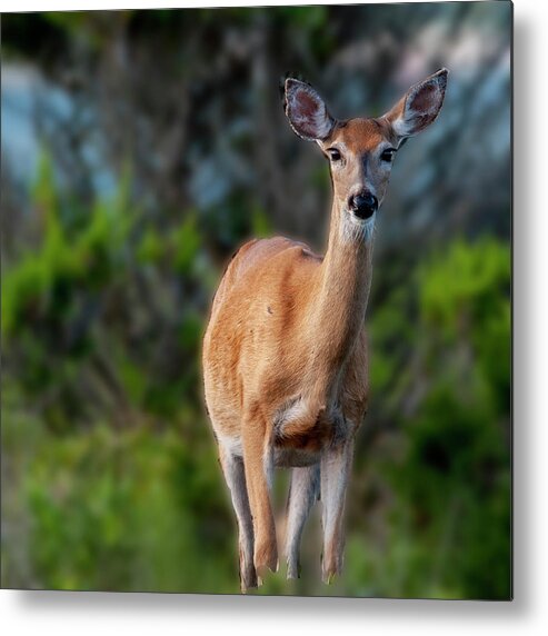 Wildlife Metal Print featuring the photograph Bright Eyes by Cathy Kovarik