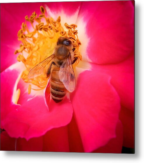Susan Rydberg Metal Print featuring the photograph Brilliant Bee by Susan Rydberg
