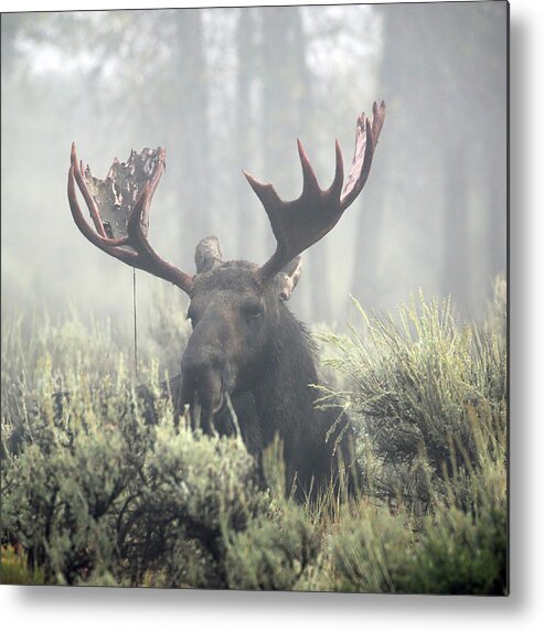 Bull Metal Print featuring the photograph Bull Moose in Early Morning Mist by Jean Clark