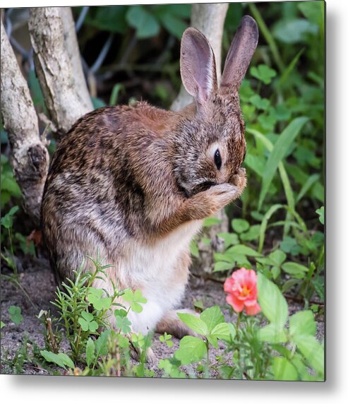 Terry D Photography Metal Print featuring the photograph Bunny Washing Up Square by Terry DeLuco