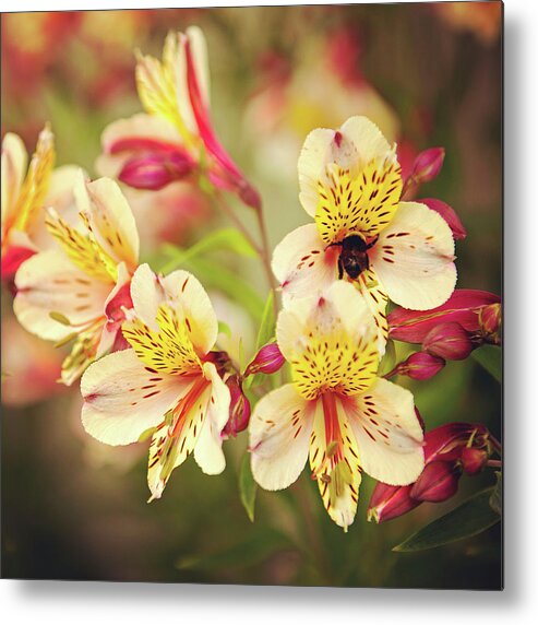 Photography Metal Print featuring the photograph Busy Bee by Lance Kuehne