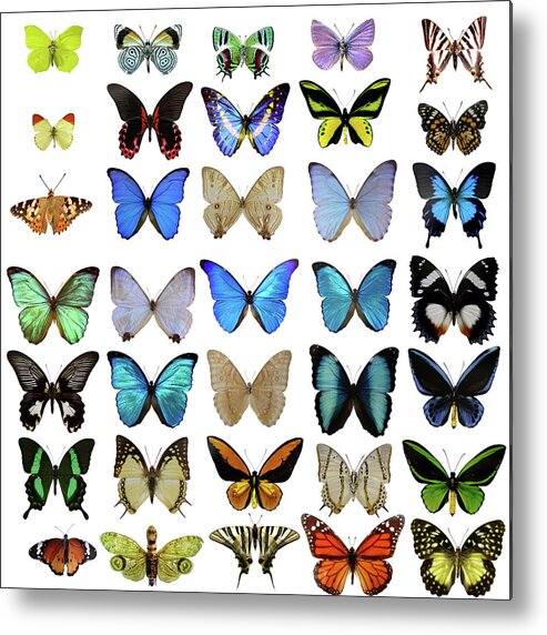 White Background Metal Print featuring the photograph Butterflies On White by Imv