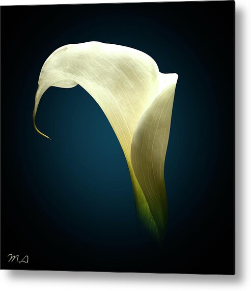 Floral & Botanical Metal Print featuring the mixed media Cala Lily 1 by Mark Ashkenazi