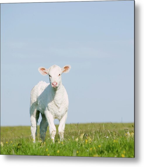 Grass Metal Print featuring the photograph Calf Standing On Grass by Roine Magnusson