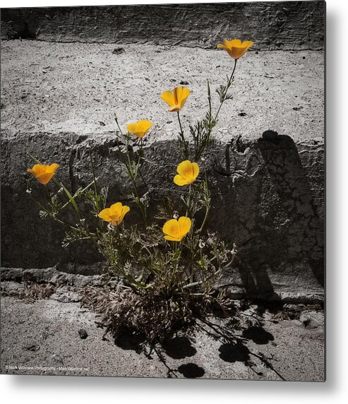 California Poppy Metal Print featuring the photograph California Poppy Trying by Mark Valentine