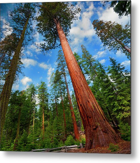 Sequoia Tree Metal Print featuring the photograph California Red Woods by Michael Lawenko Dela Paz