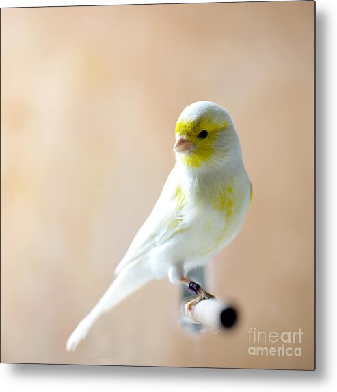 Feather Metal Print featuring the photograph Canary Bird Sitting On A Twig by Pieropoma