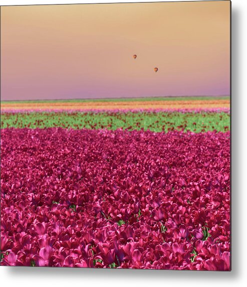 Carmine Tulip Field Metal Print featuring the photograph Carmine Tulip Field by Cora Niele