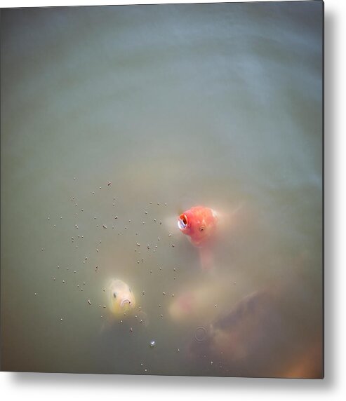 Chinese Culture Metal Print featuring the photograph Carp Feeding by Georgeclerk