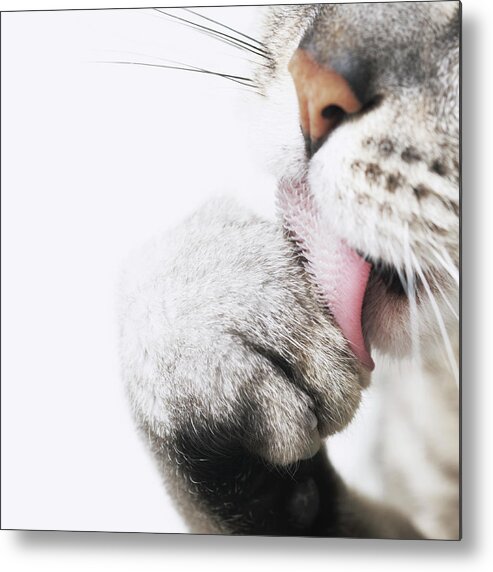Pets Metal Print featuring the photograph Cat Cleaning Paw, Close-up by Lisa Stirling