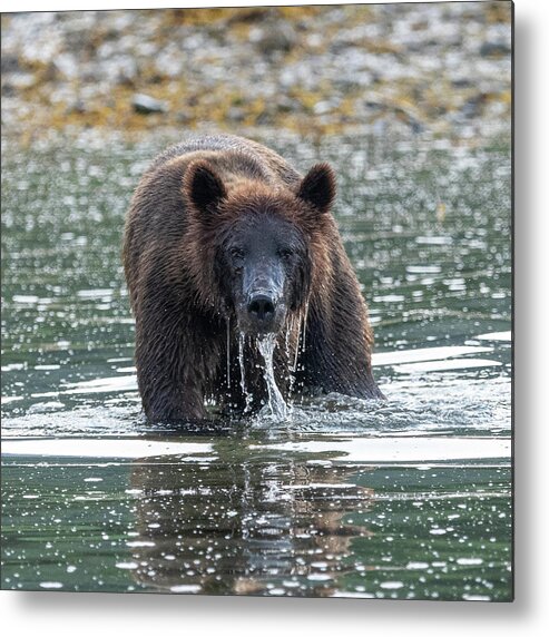 Bear Metal Print featuring the photograph Catching Salmon by Mark Hunter