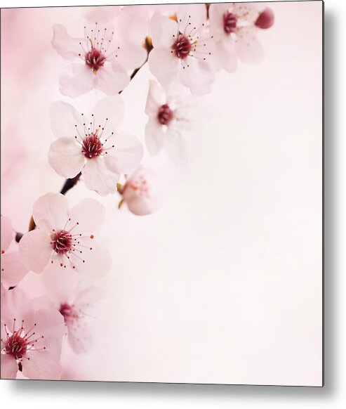 Easter Metal Print featuring the photograph Cherry Blossoms by Gilaxia