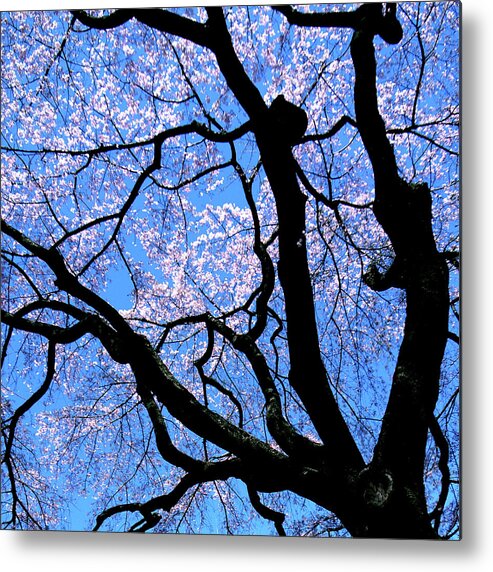 Clear Sky Metal Print featuring the photograph Cherry Blossoms by I Love Photo And Apple.