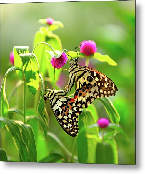 Scenics Metal Print featuring the photograph Close-up Of Butterflies by View Stock