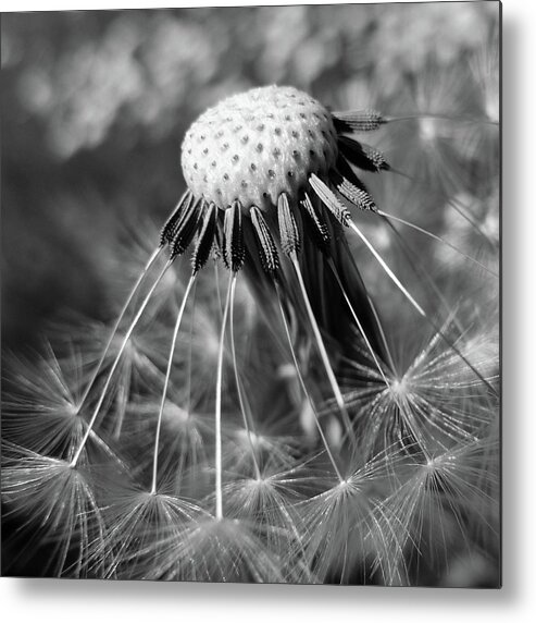 Dorset Metal Print featuring the photograph Close Up Of Dandelion by Peter Funnell