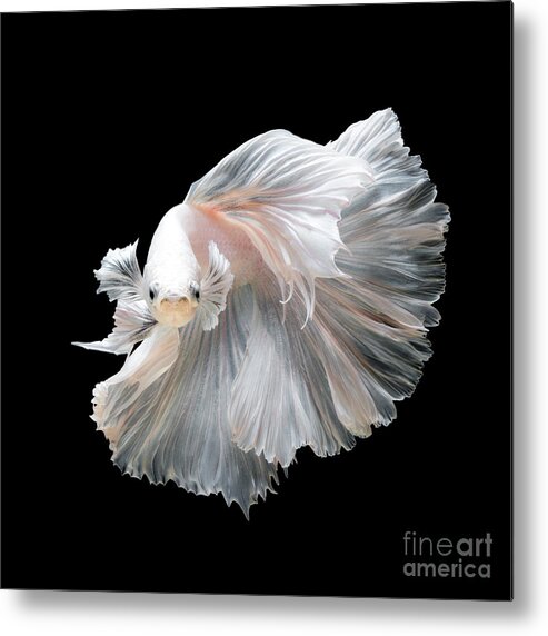 Fancy Metal Print featuring the photograph Close Up Of White Platinum Betta Fish by Nuamfolio