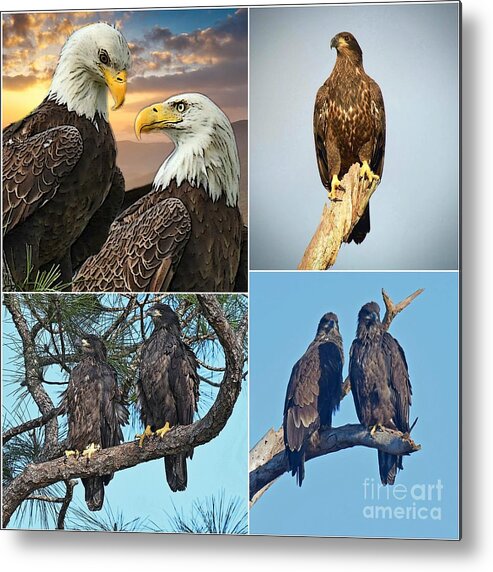 Swfl. Bald Eagles Metal Print featuring the photograph Collage of SWFL Eagle by Liz Grindstaff