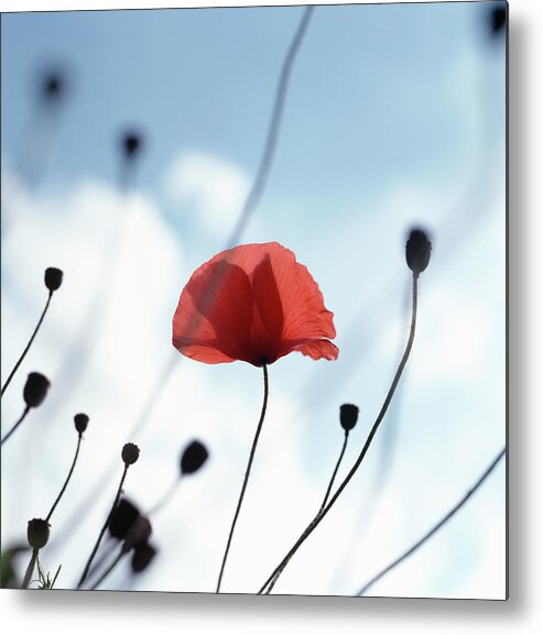 Outdoors Metal Print featuring the photograph Common Poppy Papaver Rhoeas, Close Up by Dougal Waters