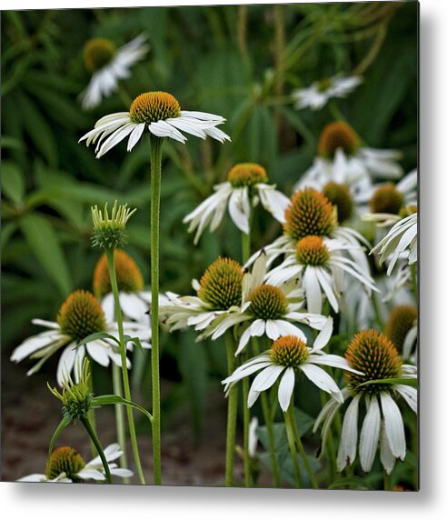 Coneflower Metal Print featuring the photograph Coneflowers by Catherine Reading