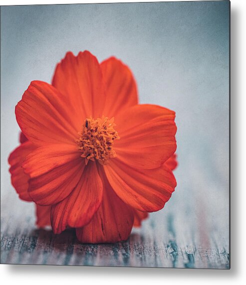 Flower Metal Print featuring the photograph Cosmos orange by Philippe Sainte-Laudy