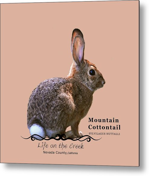 Cottontail Metal Print featuring the digital art Cottontail Rabbit by Lisa Redfern