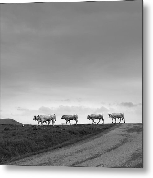Cows Metal Print featuring the photograph Cows In The Pyrenees by Fred Louwen