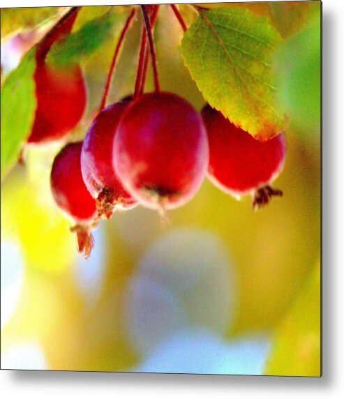 Art Metal Print featuring the photograph Crabapple Fruits by Joan Han