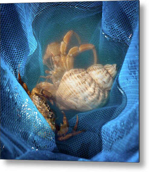 Animal Shell Metal Print featuring the photograph Crabs And Shells In A Blue Fishing Net by Judith Green