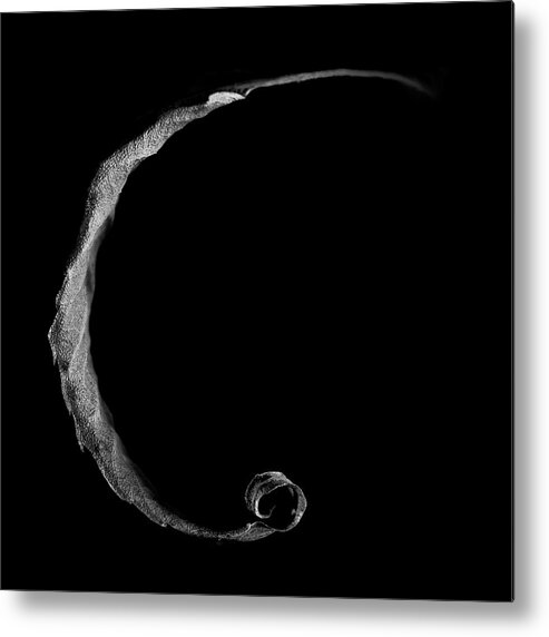 Curve Metal Print featuring the photograph Curled by By Jonathan Fife