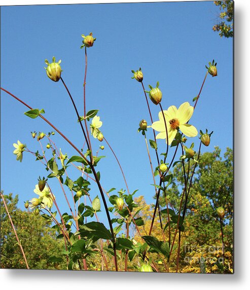 Dahlia Metal Print featuring the photograph Dahlia 11 by Amy E Fraser