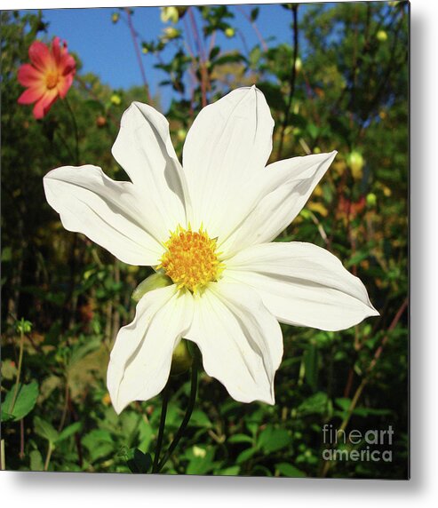 Dahlia Metal Print featuring the photograph Dahlia 17 by Amy E Fraser