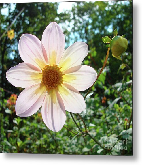 Dahlia Metal Print featuring the photograph Dahlia 20 by Amy E Fraser