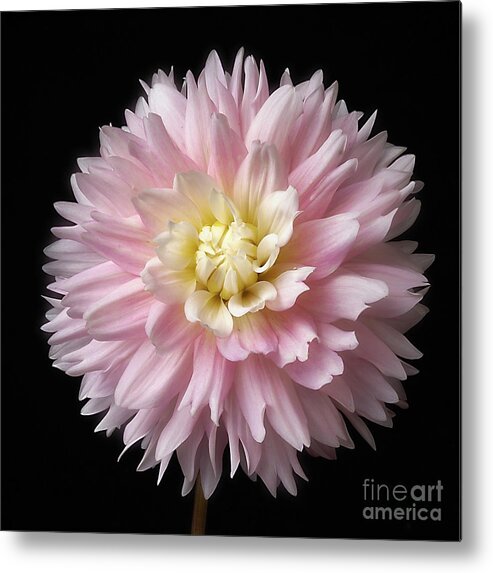 Flower Metal Print featuring the photograph Dahlia 'Chilson's Pride' by Ann Jacobson